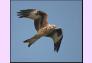 redkite