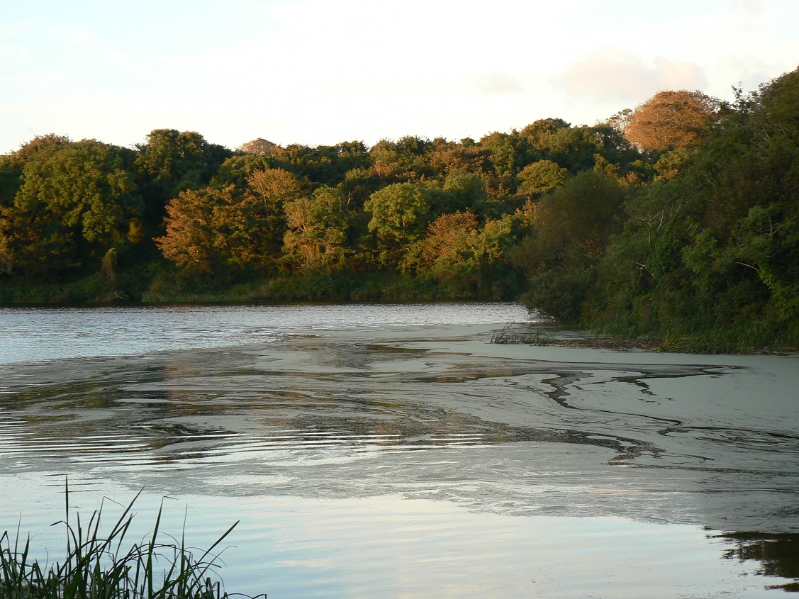 Bosherston Lily Ponds Pembrokeshire